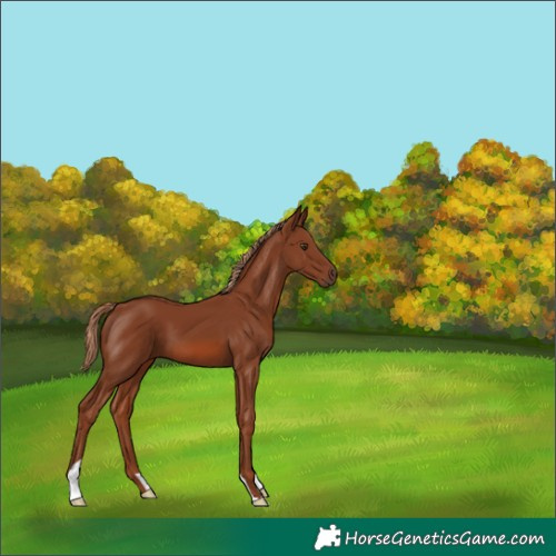 Horse Color:Chestnut 