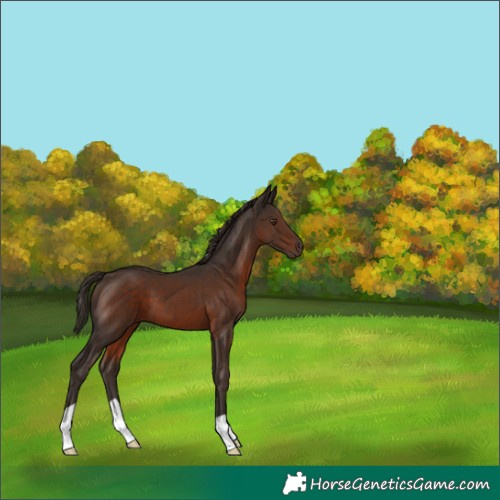 Horse Color:Liver Chestnut 