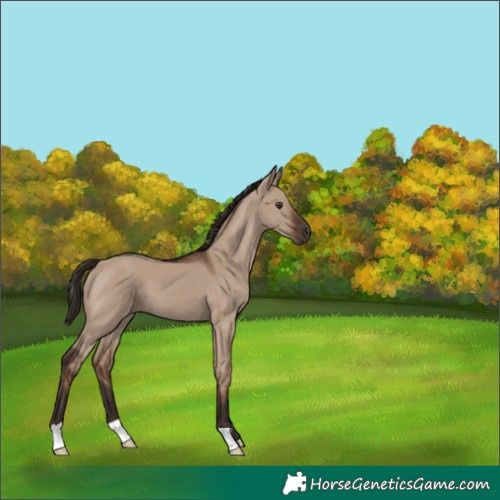 Horse Color:Liver Red Dun 