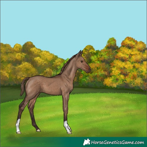 Horse Color:Liver Red Dun 