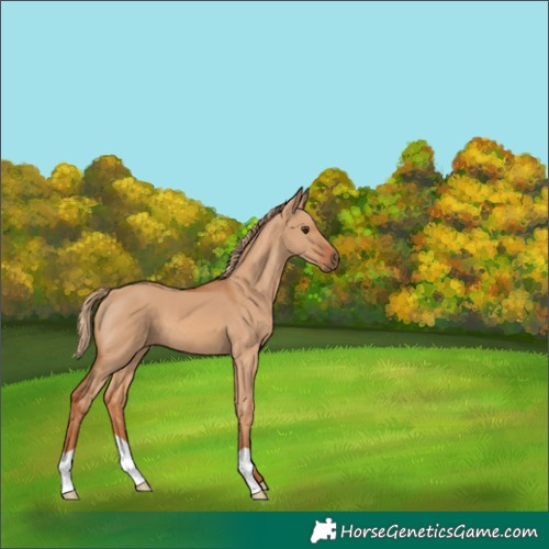 Horse Color:Red Dun 