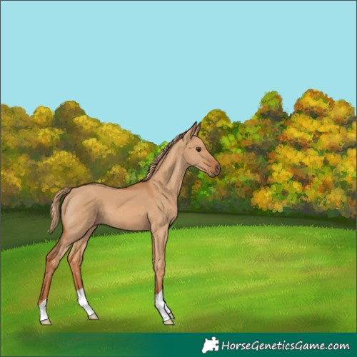 Horse Color:Red Dun 