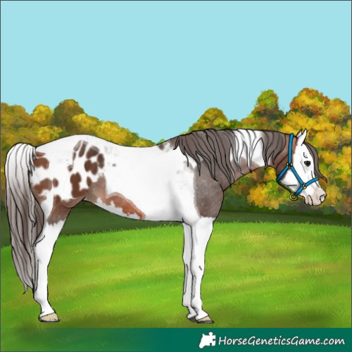 Horse Color:Bay Splash Tobiano Appaloosa