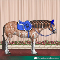 Horse Color:Bay Sabino Rabicano  and Bay Sabino Rabicano 