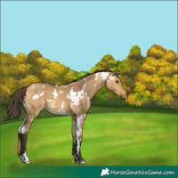 Horse Color:White Spotted Buckskin Dun 