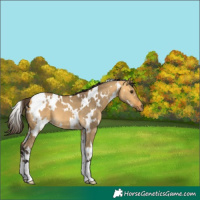 Horse Color:White Spotted Buckskin Dun 