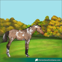 Horse Color:White Spotted Bay Dun 