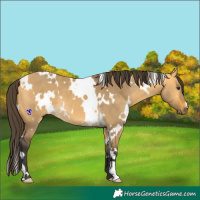 Horse Color:White Spotted Buckskin Dun 