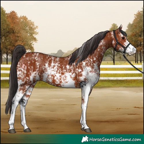 Horse Color:Bay Sabino Rabicano  and Bay Sabino Rabicano 