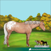 Horse Color:Silver Sable Champagne Sabino Appaloosa