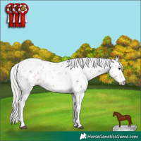 Horse Color:Silver Brown Sabino 