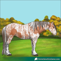 Horse Color:Bay Splash Tobiano Appaloosa  and Bay Splash Tobiano Appaloosa 