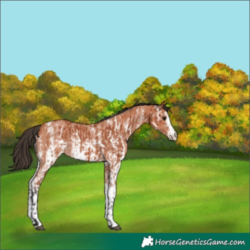 Horse Color:Bay Sabino Rabicano  and Bay Sabino Rabicano 