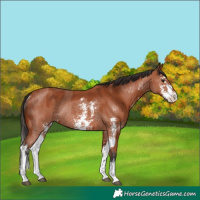 Horse Color:Bay Sabino Rabicano  and Bay Sabino Splash Rabicano 