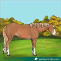 Horse Color:Chestnut Splash 