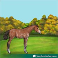 Horse Color:Bay Sabino Rabicano and Bay Sabino Rabicano