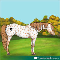 Horse Color:Chestnut Near Leopard Rabicano 