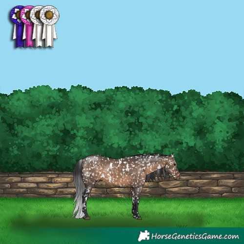 Horse Color:White Spotted Brown Dun Appaloosa 