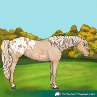Horse Color:Chestnut Appaloosa 
