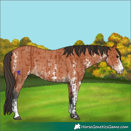 Horse Color:Bay Sabino Rabicano and Bay Sabino Rabicano