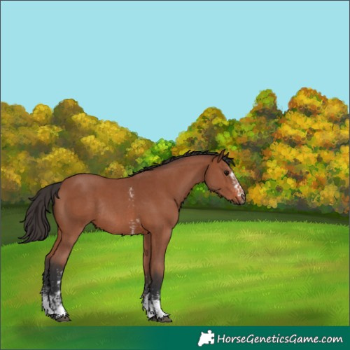 Horse Color:Bay Sabino Rabicano  and Bay Sabino Rabicano 