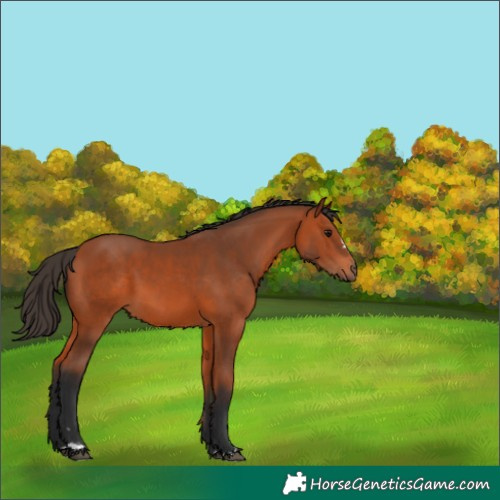 Horse Color:Bay 