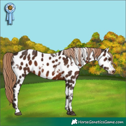 Horse Color:White Spotted Liver Chestnut Appaloosa 