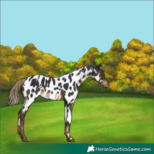 Horse Color:White Spotted Liver Chestnut Near Leopard 