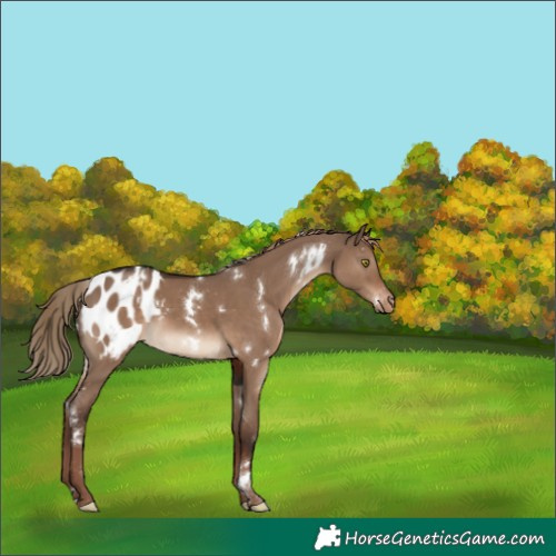 Horse Color:White Spotted Liver Red Dun Appaloosa 