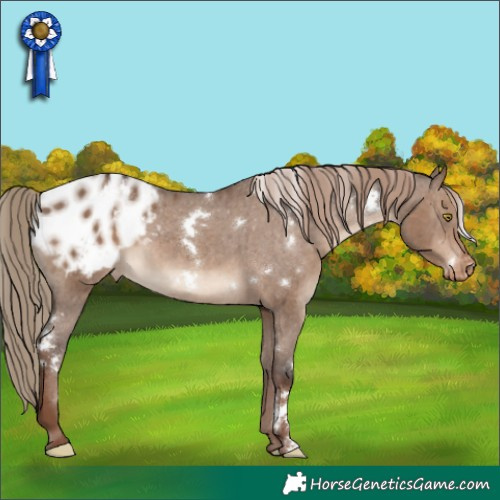 Horse Color:White Spotted Liver Red Dun Appaloosa Brindle 