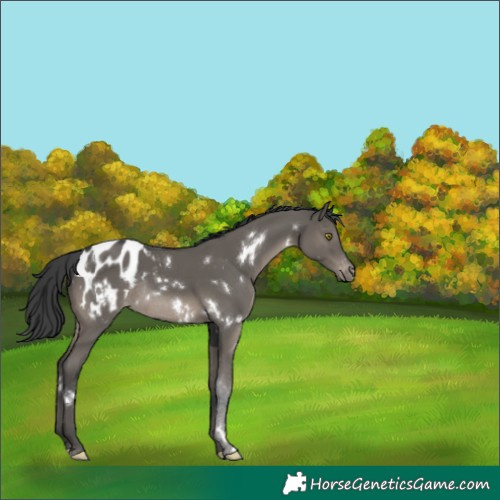 Horse Color:White Spotted Grullo Blanket Rabicano 
