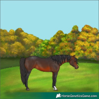 Horse Color:Brown 