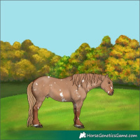 Horse Color:White Spotted Red Dun 