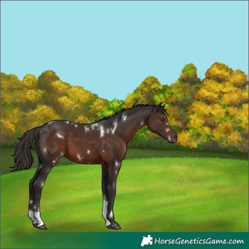 Horse Color:White Spotted Liver Chestnut Tobiano Rabicano 