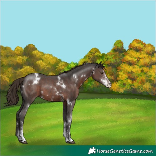 Horse Color:White Spotted Liver Chestnut Sabino 