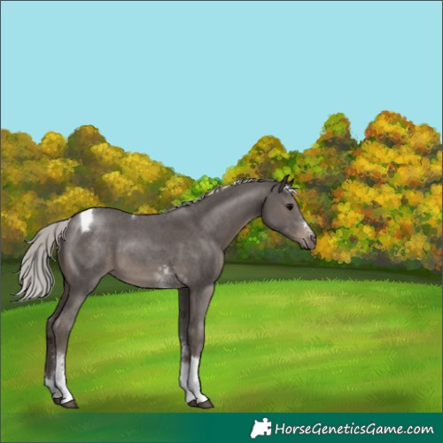 Horse Color:Silver Black Sabino Tobiano 