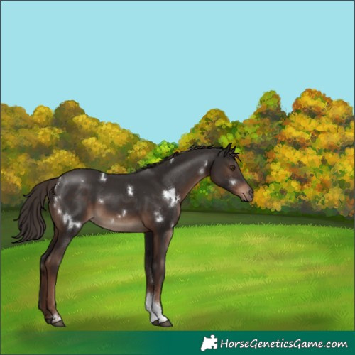 Horse Color:White Spotted Liver Chestnut Tobiano 