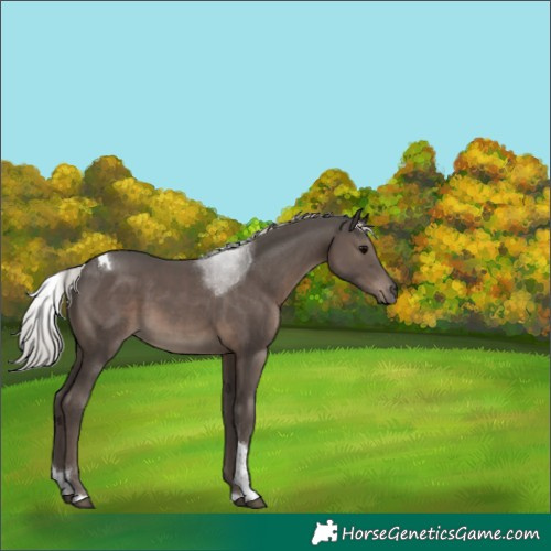 Horse Color:Silver Black Tobiano Rabicano 