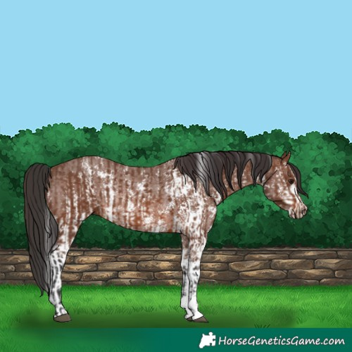 Horse Color:Brown Sabino Rabicano  and Brown Sabino Rabicano 