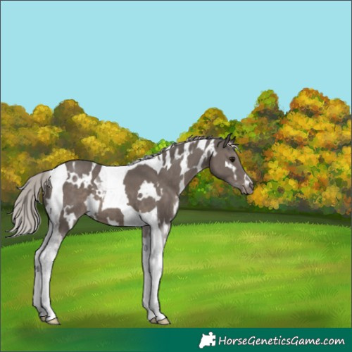 Horse Color:White Spotted Silver Black Tobiano Appaloosa 