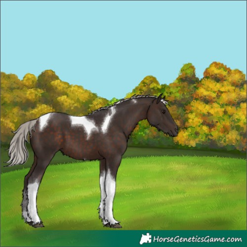Horse Color:Silver Brown Tobiano 