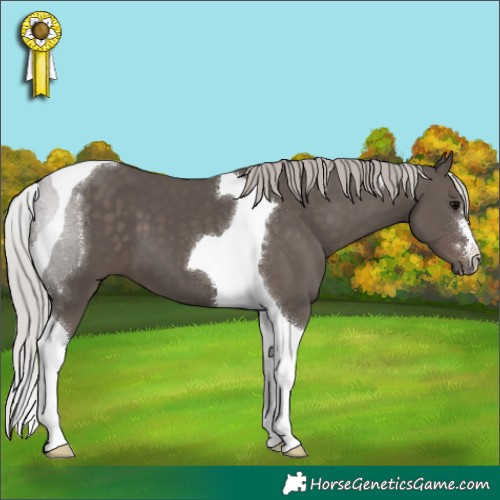 Horse Color:Silver Black Tobiano 