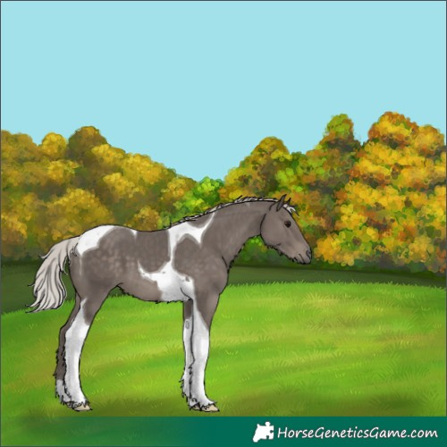 Horse Color:Silver Black Tobiano 
