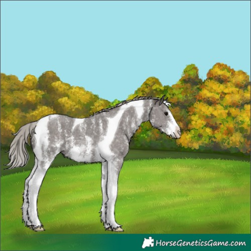 Horse Color:Silver Black Sabino Tobiano 