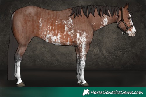 Horse Color:Brown Sabino Rabicano  and Brown Sabino Rabicano 