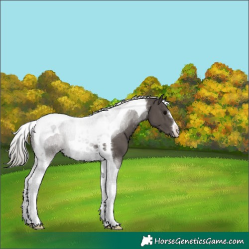 Horse Color:Silver Black Tobiano 