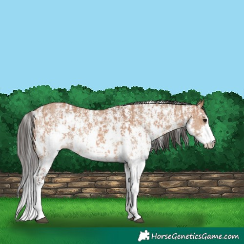 Horse Color:Bay Dun Sabino Rabicano  and Bay Dun Sabino Rabicano 