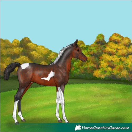 Horse Color:Brown Tobiano 