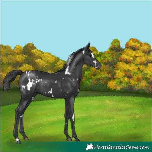 Horse Color:White Spotted Black Appaloosa 