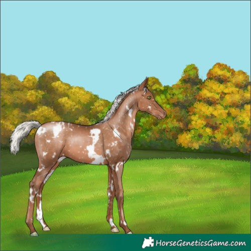 Horse Color:White Spotted Silver Brown Pearl Appaloosa 